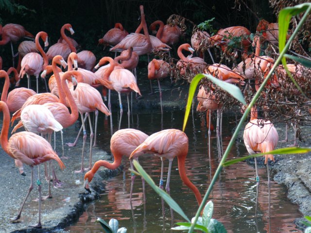 flamingosinavifauna.jpg
