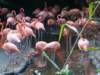 flamingosinavifauna_small.jpg